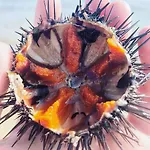 Le Palme Aparthotel Marina di Mancaversa