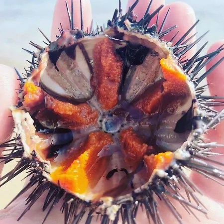 Le Palme Appart hôtel Marina di Mancaversa